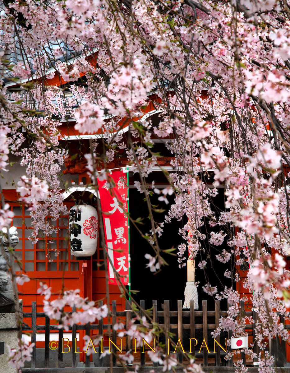 Discover the Enchanting Bloom - Akitas Cherry Blossom Photo Tour