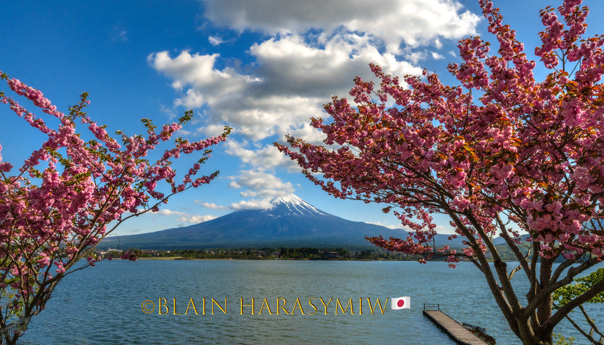 Discover the Enchanting Bloom - Akitas Cherry Blossom Photo Tour