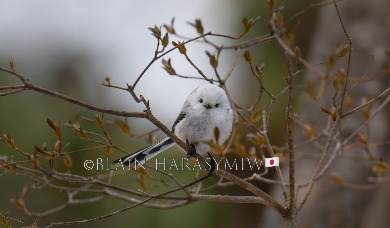 Snow Fairies Birding - Blain Harasymiw Photography