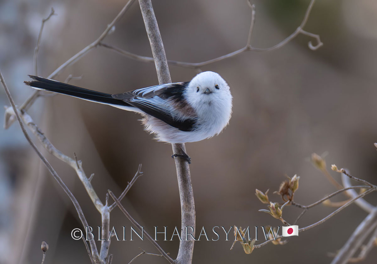 Hokkaido Birding Photography Workshop Tours - Blain Harasymiw Photography