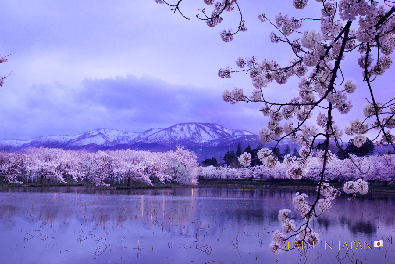 April 5 - 15, 2027 Cherry Blossom Photo Tour - Blain Harasymiw