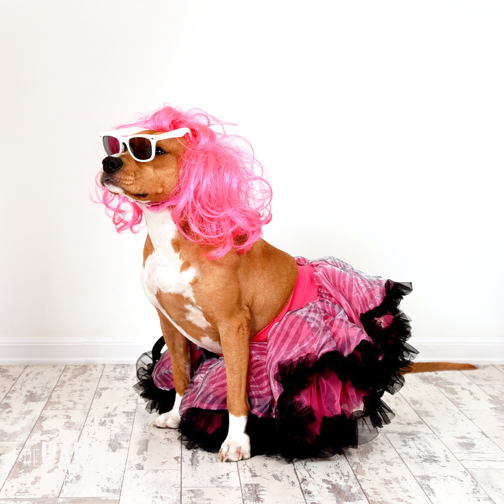 ReBARKable Pet Portraits Images by Kay & Co Photography