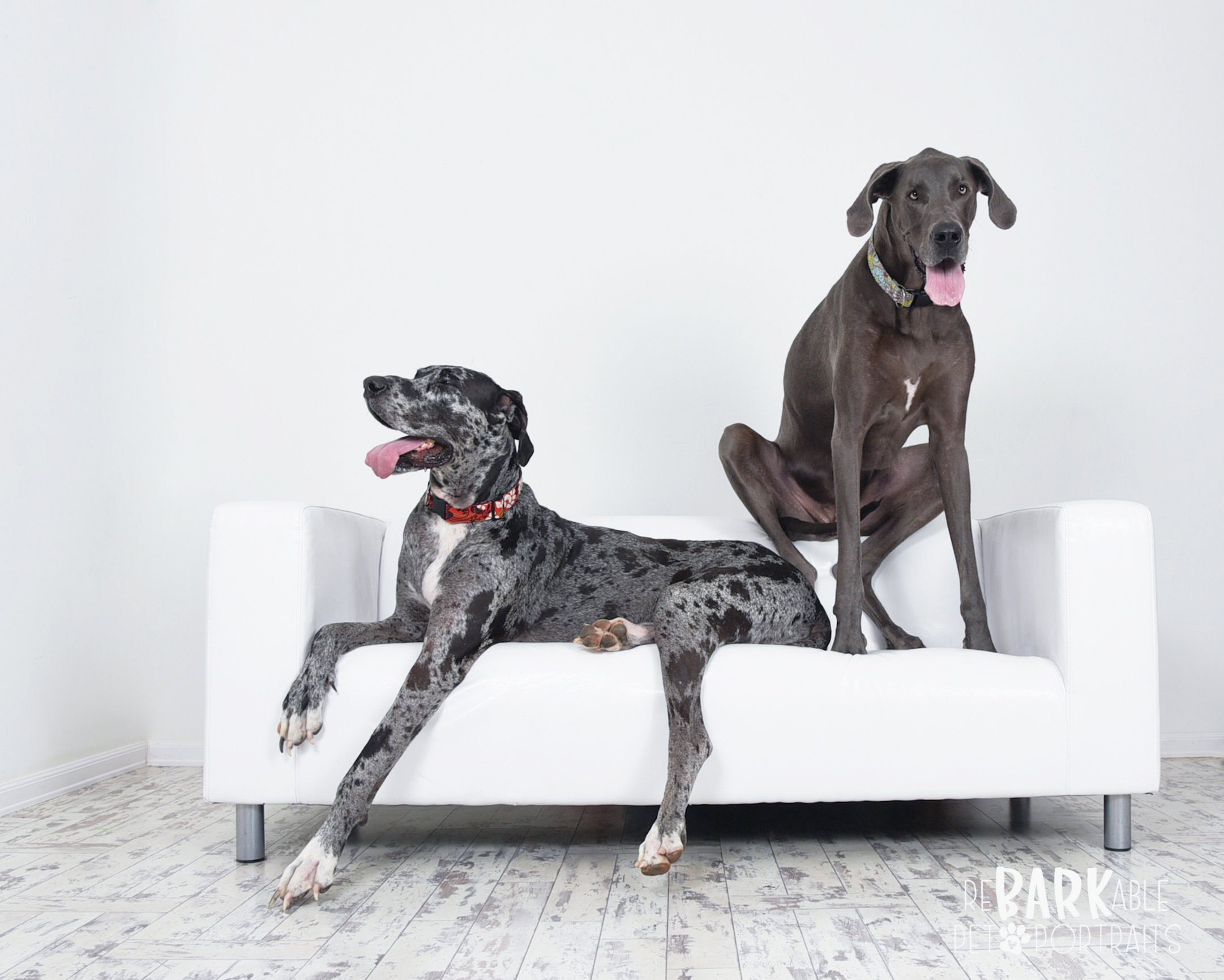 ReBARKable Pet Portraits Images by Kay & Co Photography