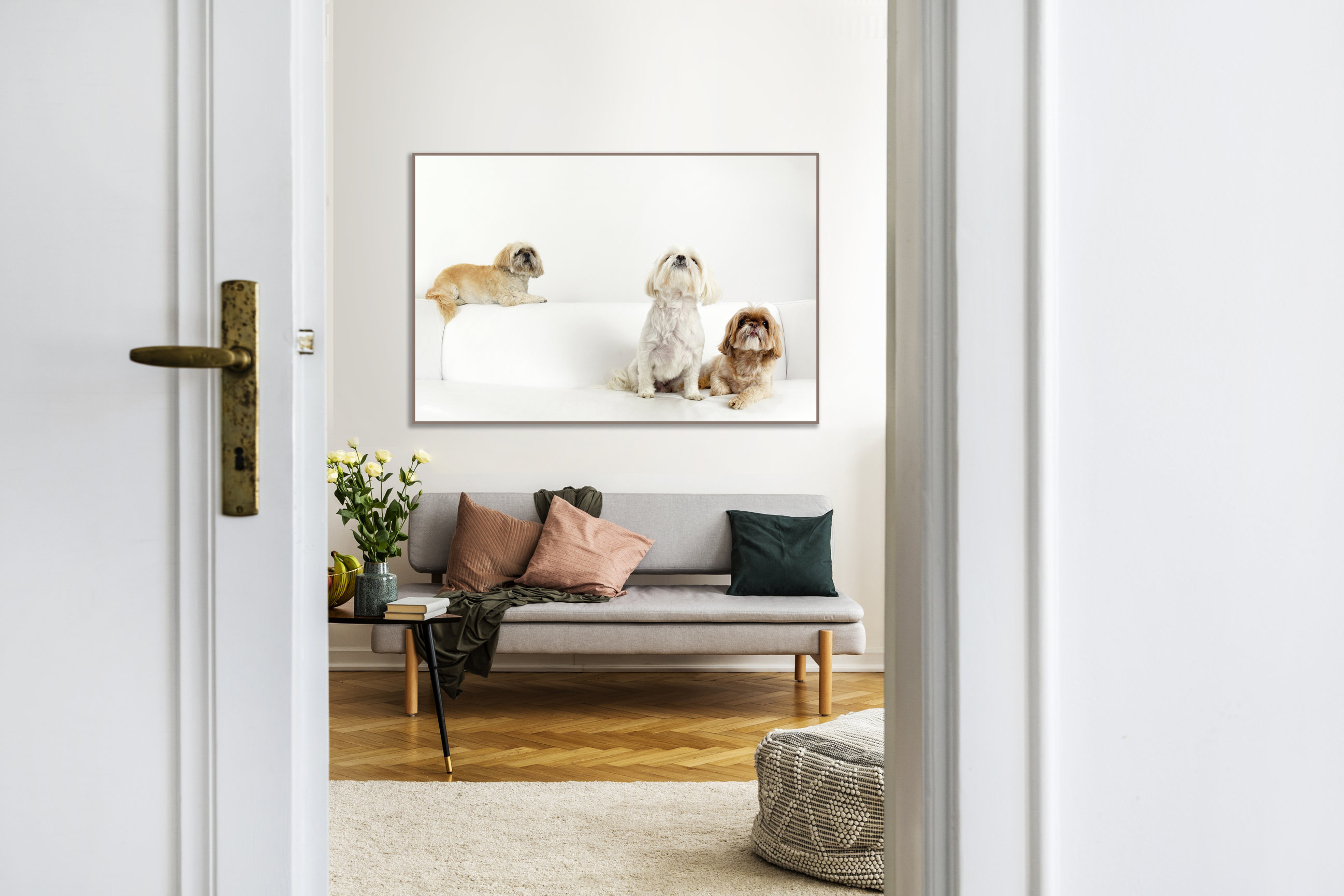 ReBARKable Pet Portraits Images by Kay & Co Photography