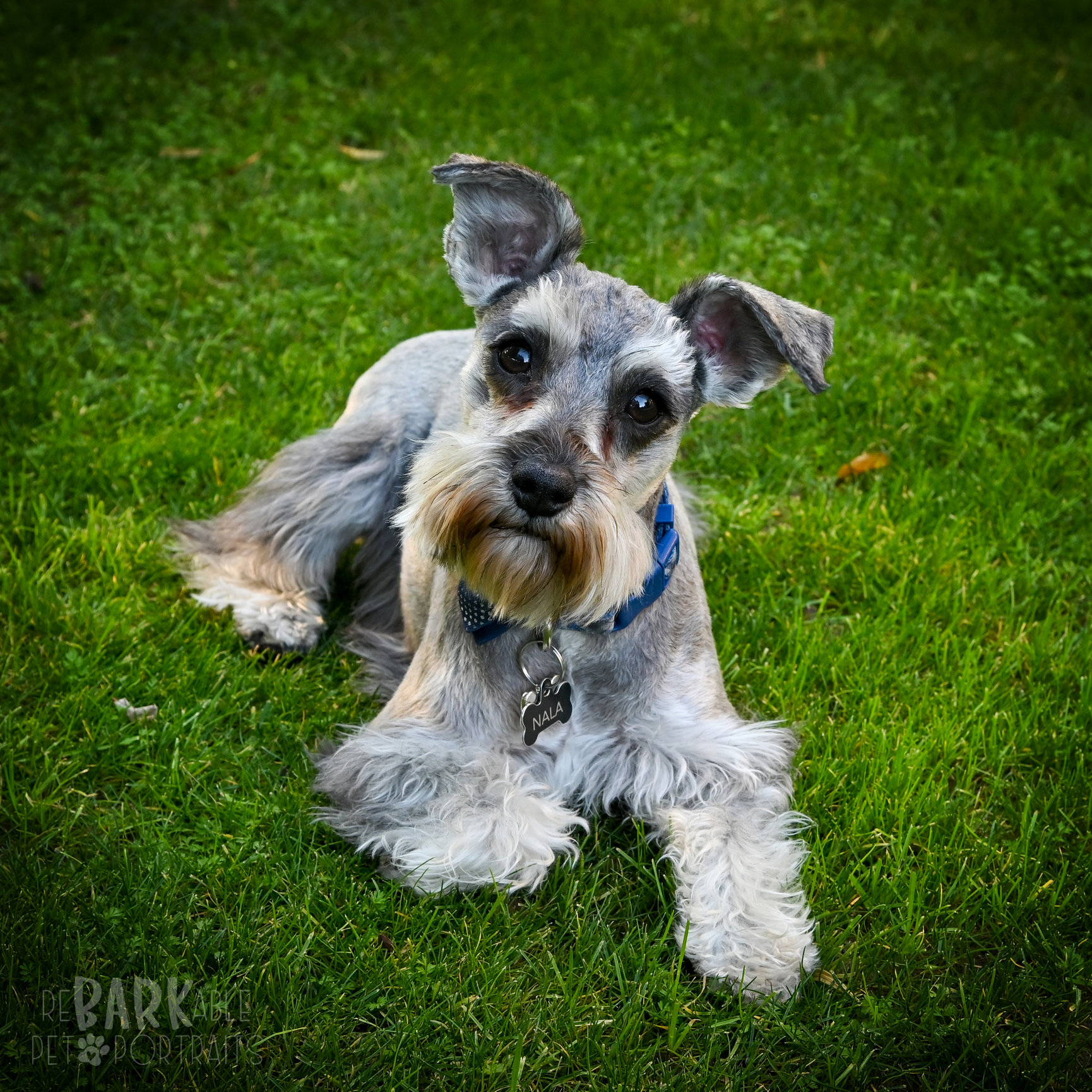 ReBARKable Pet Portraits Images by Kay & Co Photography