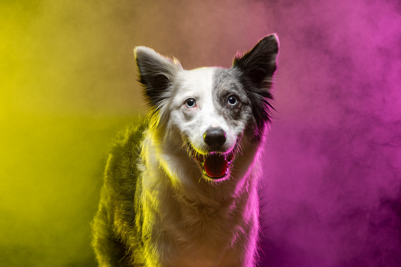 Colored Light Portrait Mini-Sessions Penny Whistle Photography