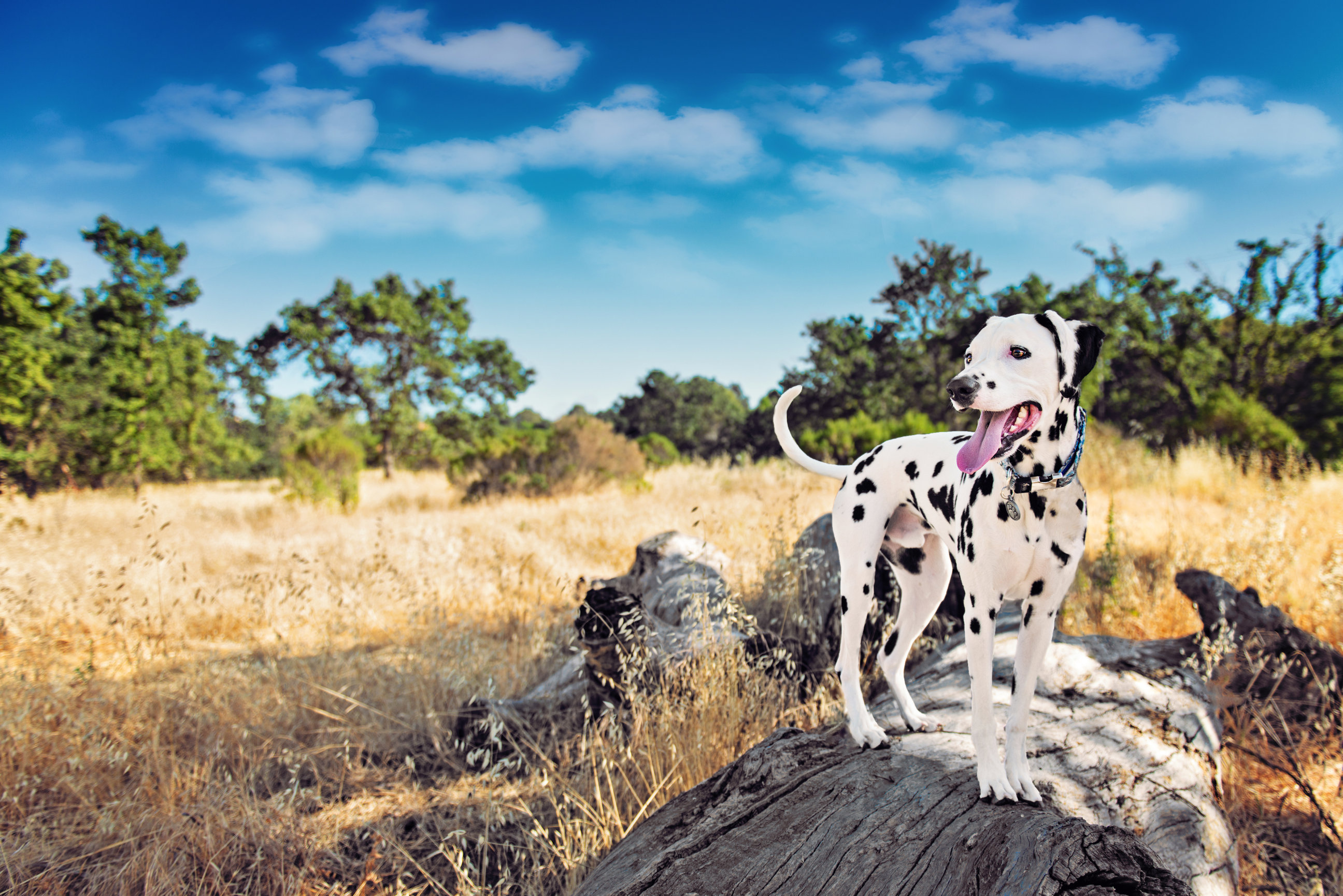 View of Everwood Photography, Thunder Bay Pet Photographer