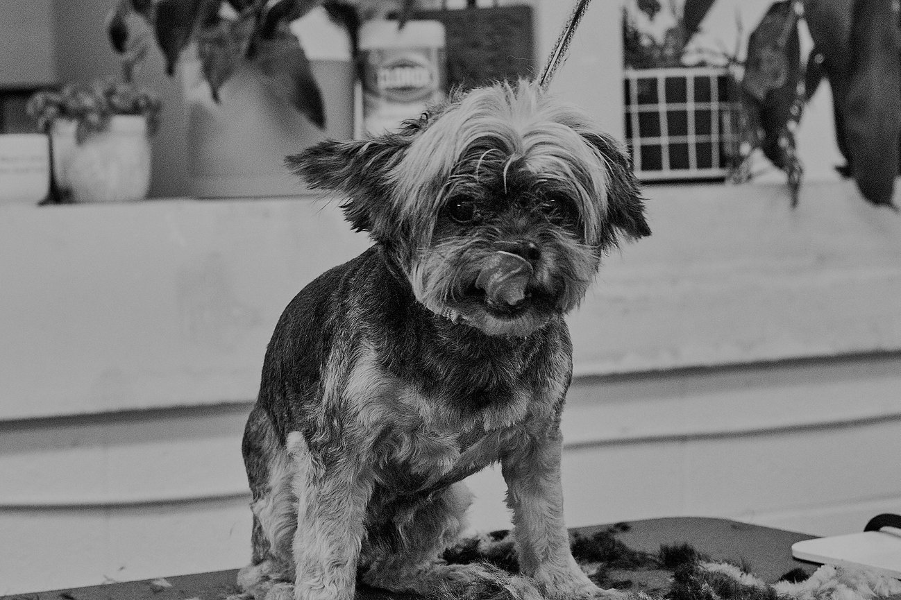 Support Sit. Stay. Snap Pet Photography in Medicine Hat with donations that help Jenn continue creating professional pet photography for local families and small businesses.