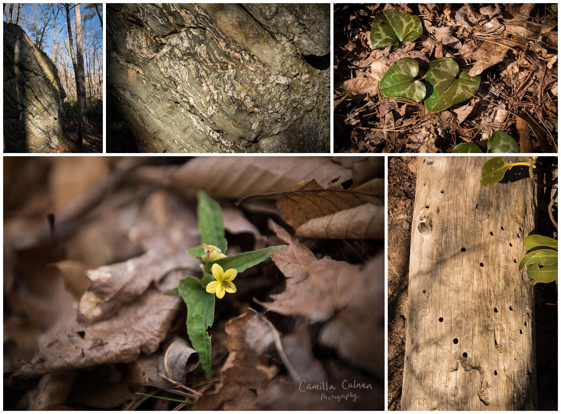 Daffodil Flats at the Linville Wilderness Area in North Carolina