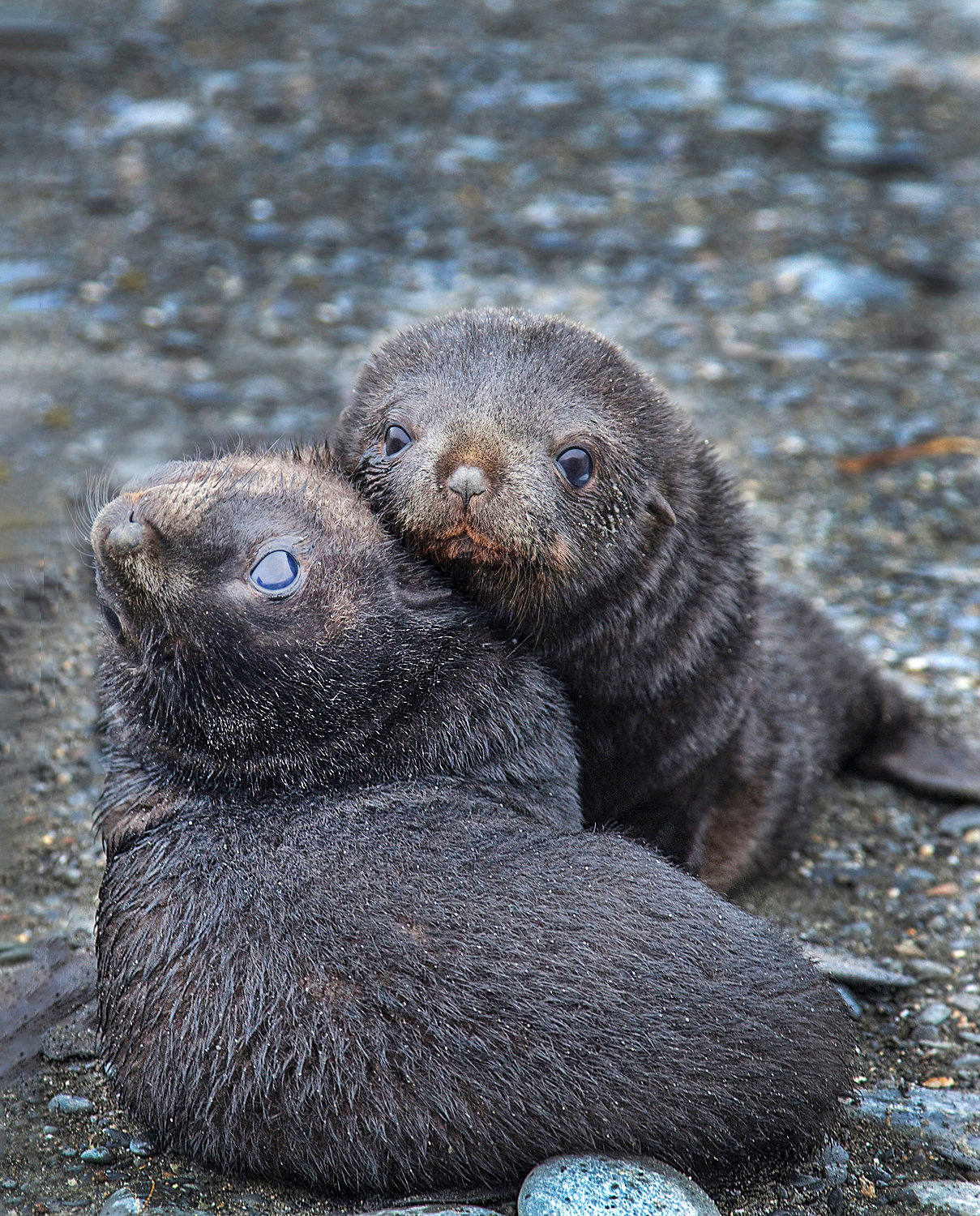 Seal pups Jim Zuckerman photography & photo tours