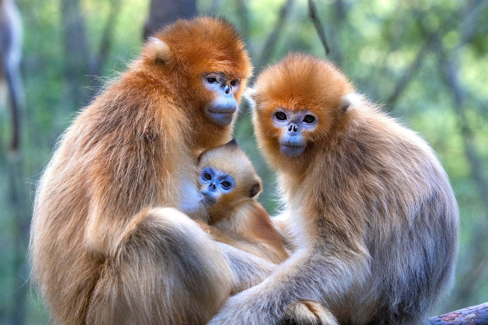 Monkeys in China - Jim Zuckerman photography & photo tours