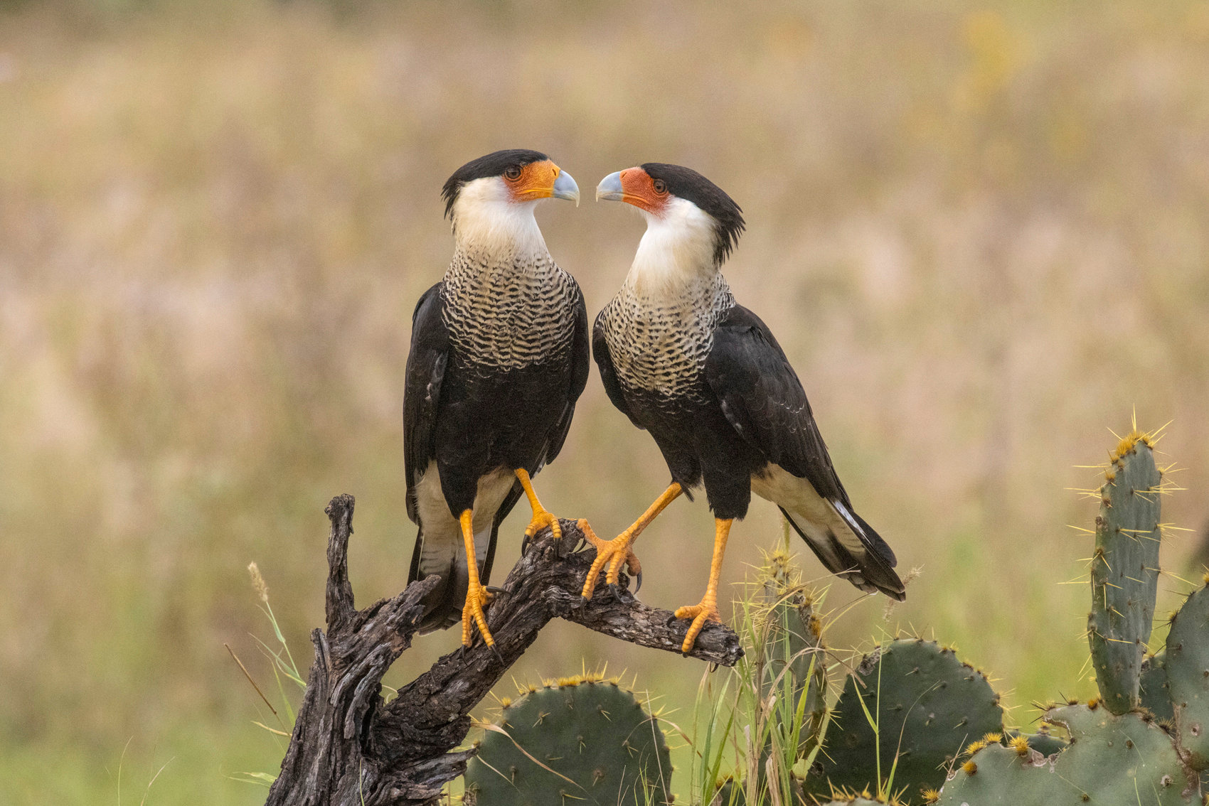 Raptors in Texas - Jim Zuckerman photography & photo tours