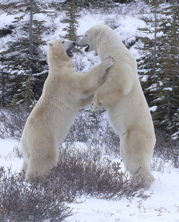 Polar Bear Adventure - Jim Zuckerman photography & photo tours