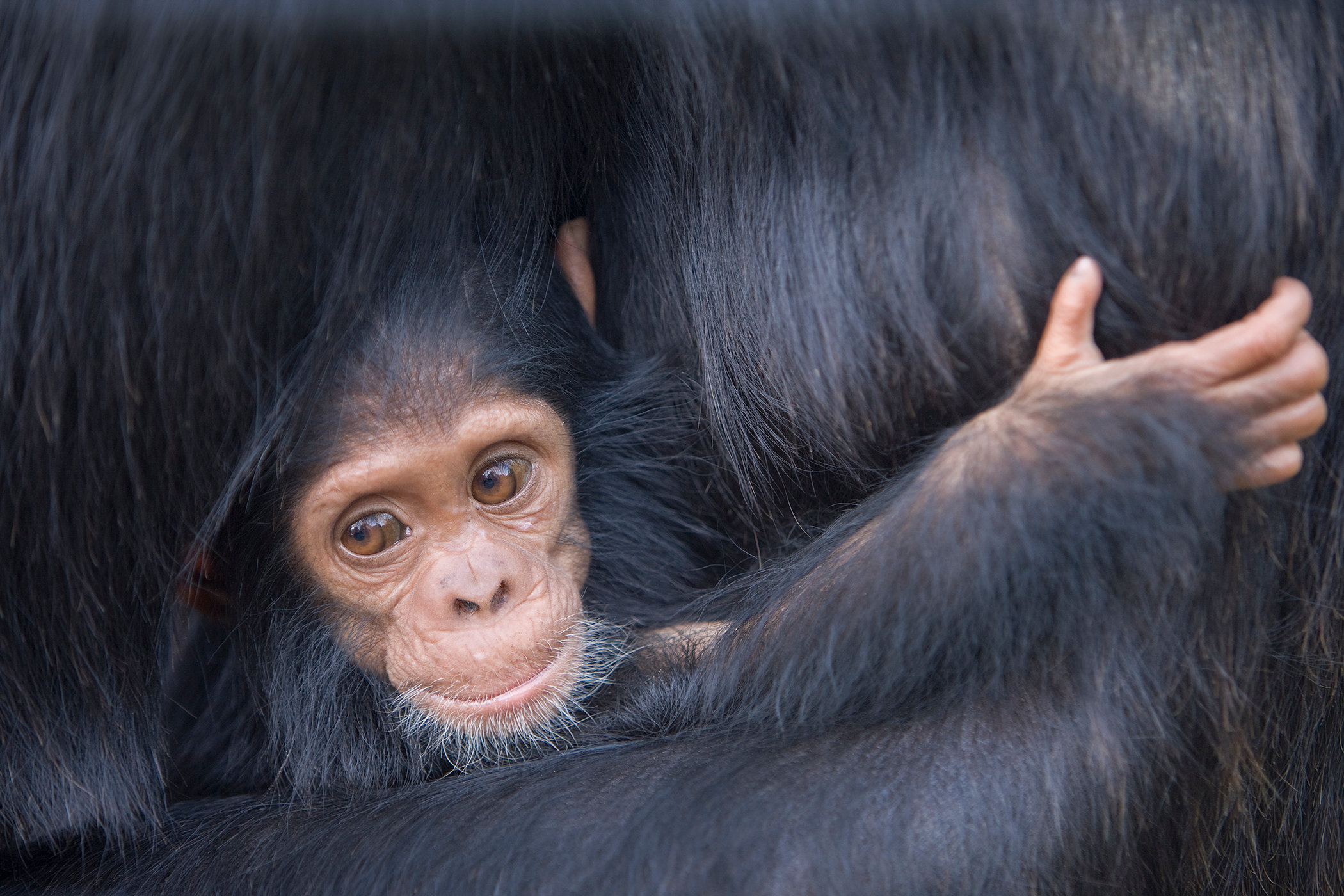 Baby chimp in Kenya - Jim Zuckerman photography & photo tours