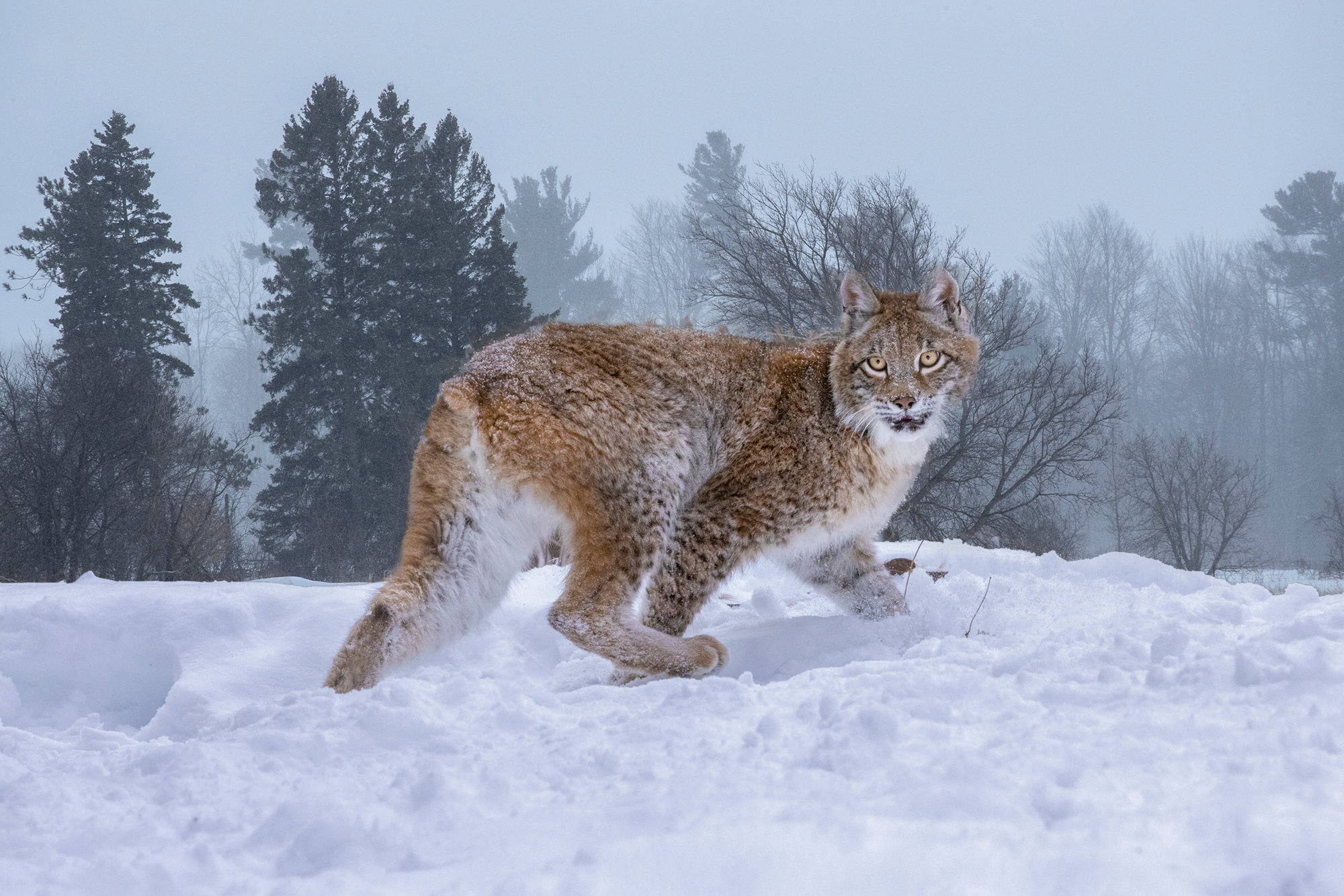 North American Wildlife - Jim Zuckerman photography & photo tours