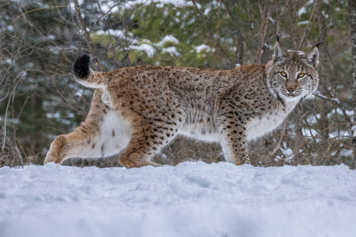 North American Wildlife - Jim Zuckerman photography & photo tours