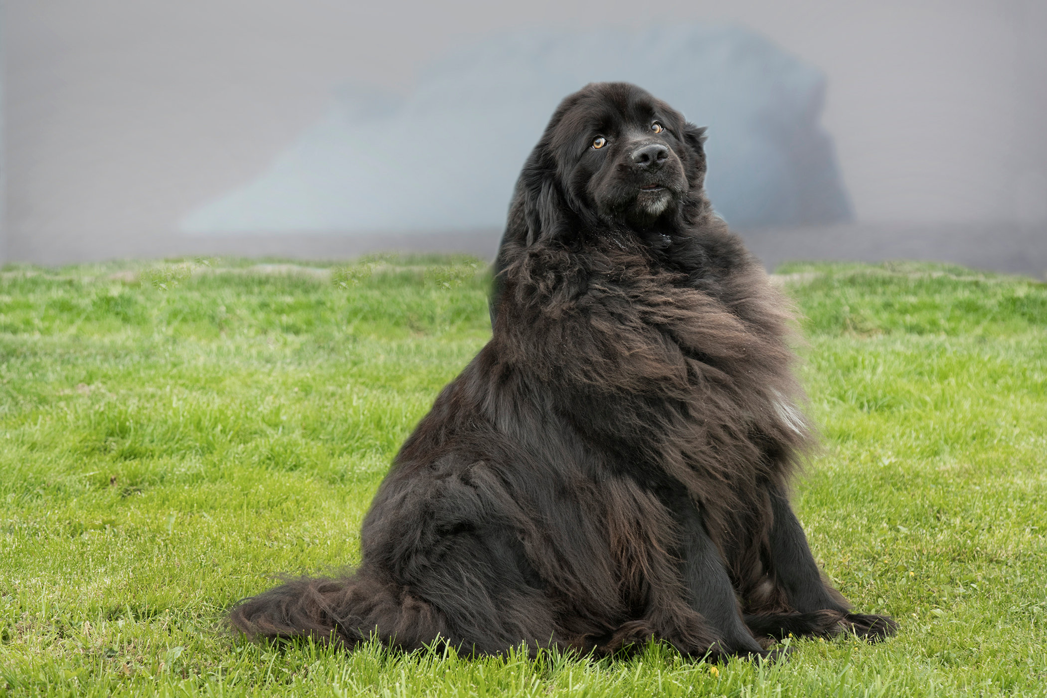 A Newfoundland Newfie - Jim Zuckerman photography & photo tours