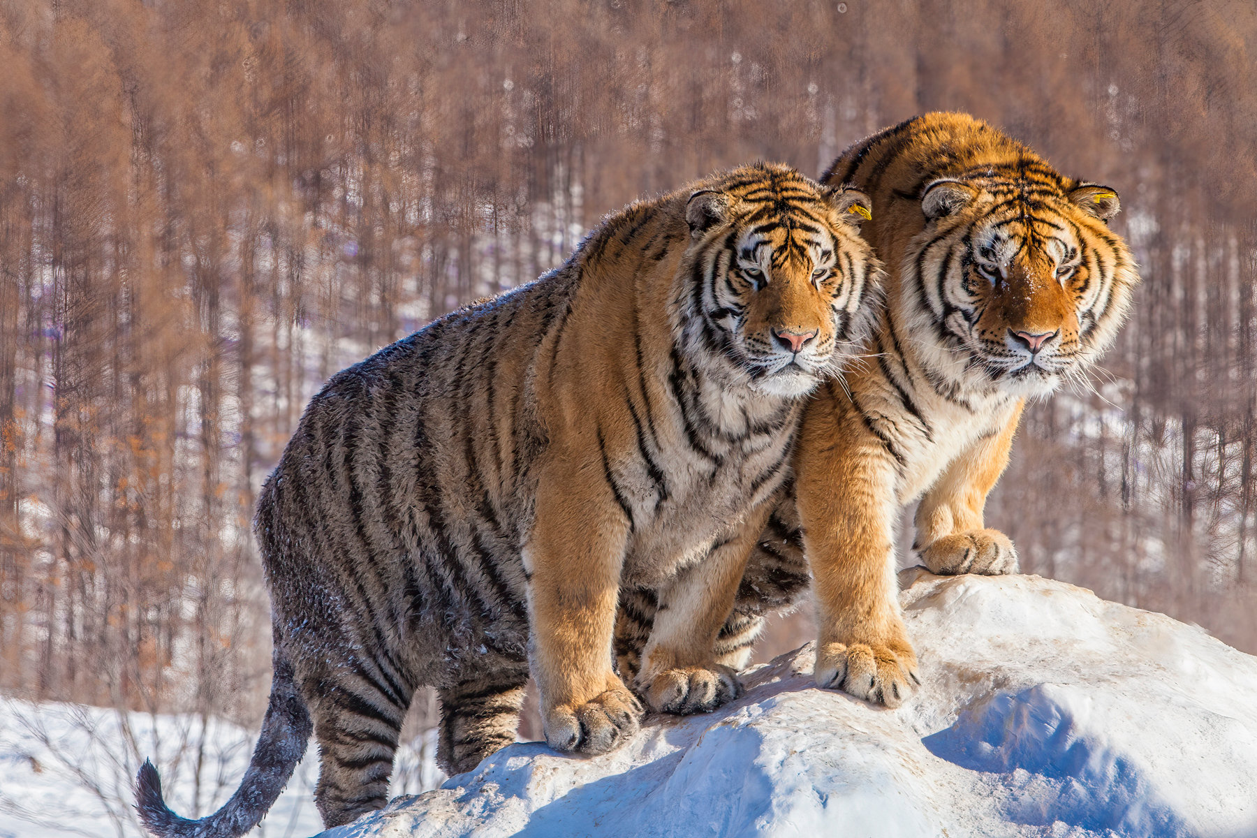 siberian-tigers-in-winter-jim-zuckerman-photography-photo-tours