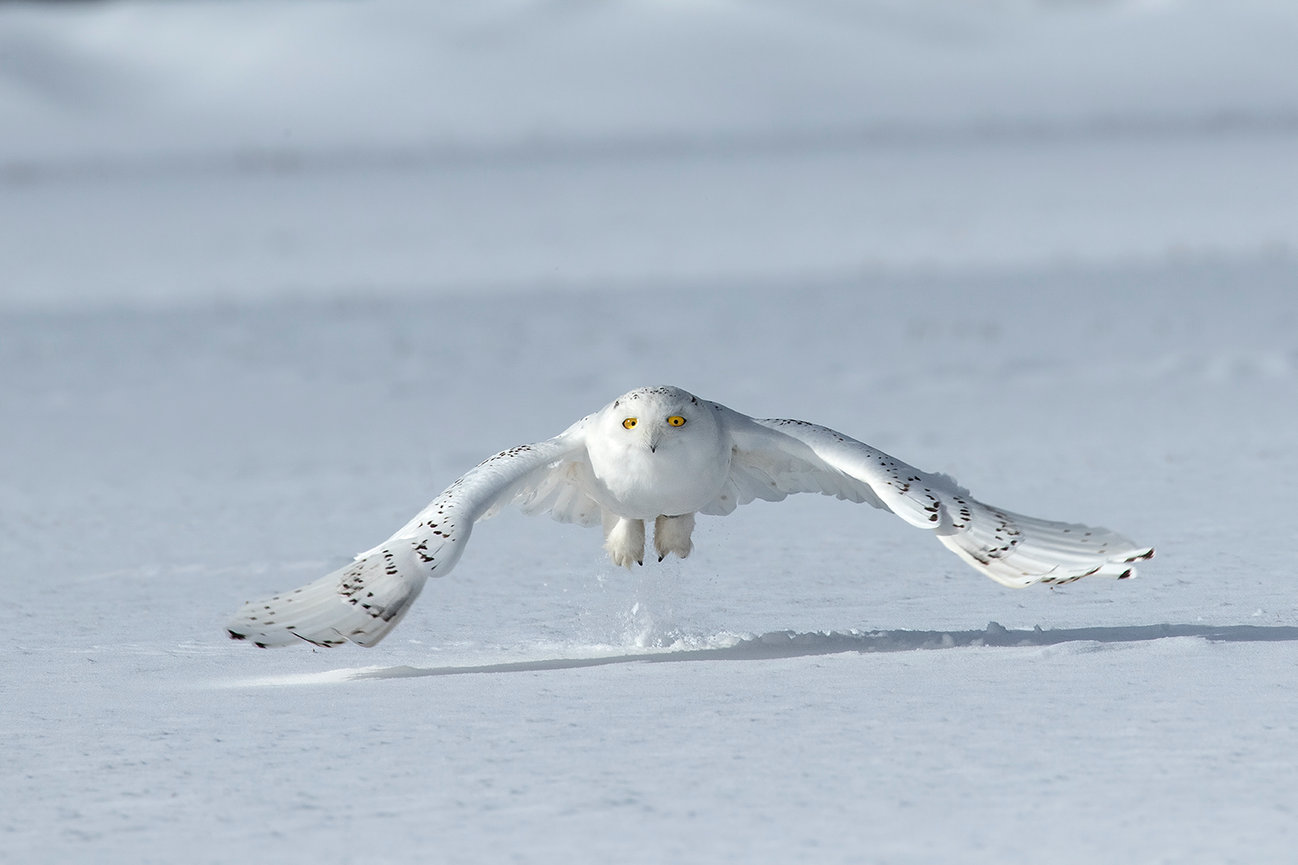 Snowy owls 2025 Jim Zuckerman photography & photo tours