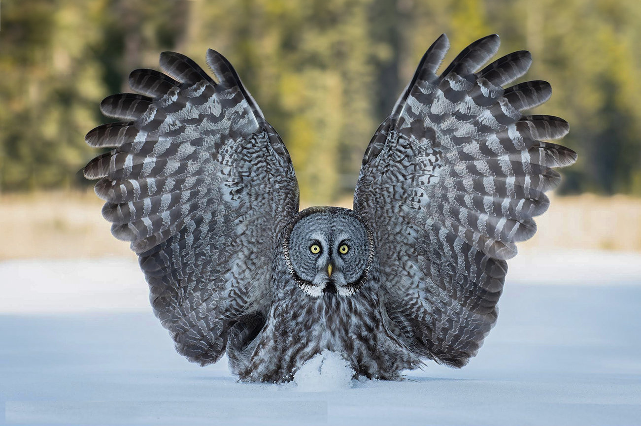 Great Gray Owls 2025 Jim Zuckerman Photography Photo Tours   36 20240118104107 5774105 Large 