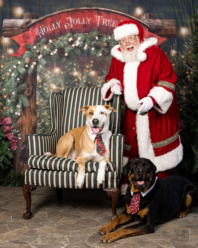 Santa Paws with a pittie cross in a striped chair and a Rottweiler at his feet