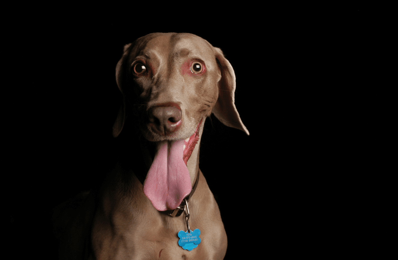 A silver Weimaraner dog wearing a blue dog tag with his tongue sticking out at Kliks Photography.