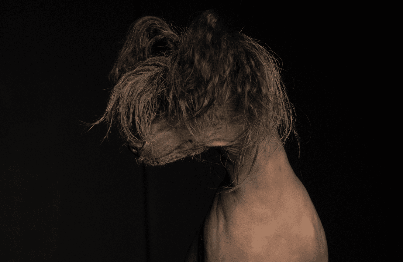 Chocolate brown hairless dog with long hair only on it's head at Kliks Photography.