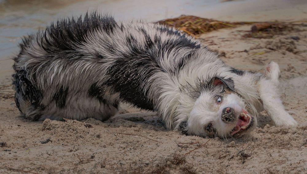 Dog playfully rolling on sandy beach.