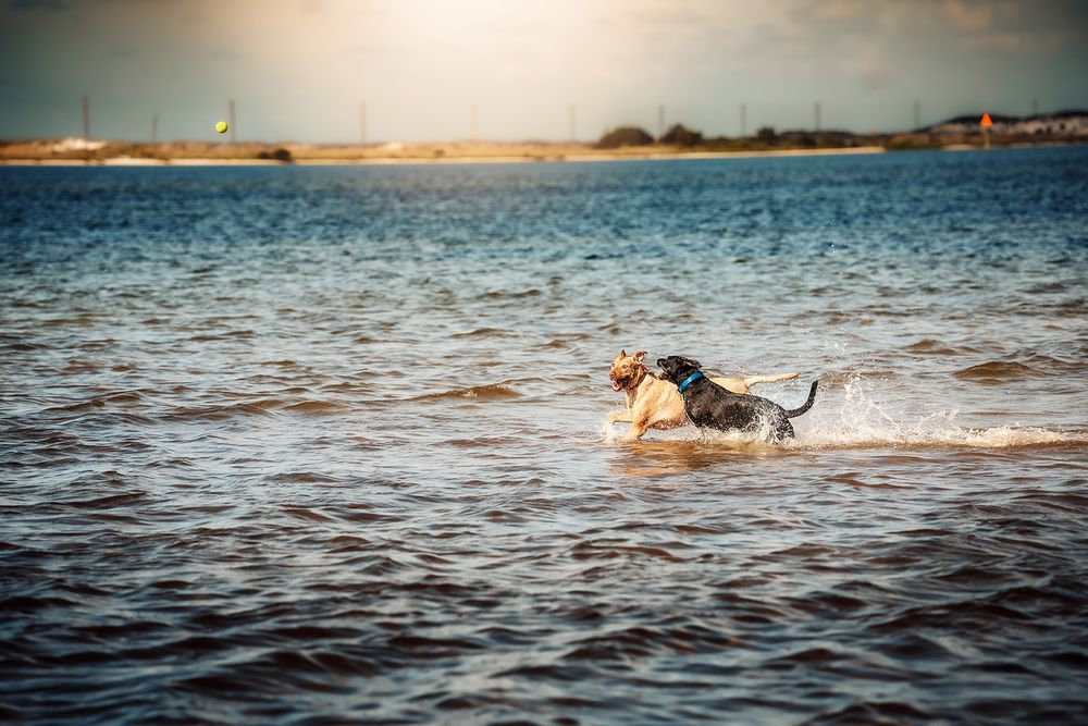 Dogs swimming in a large body of water under a cloudy sky.