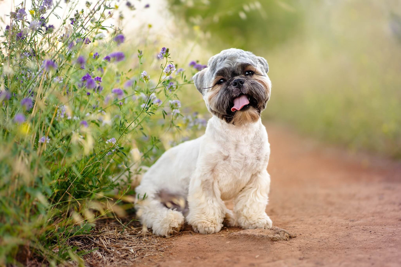 Toronto Pet Photography - Cat Photography - Lifestyle In-Home