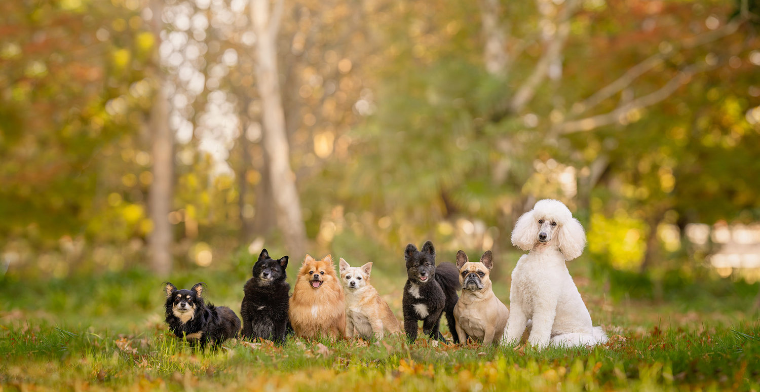 A photograph of 7 dogs sitting in a park taken by Canberra Pet photographer Ina J Photography