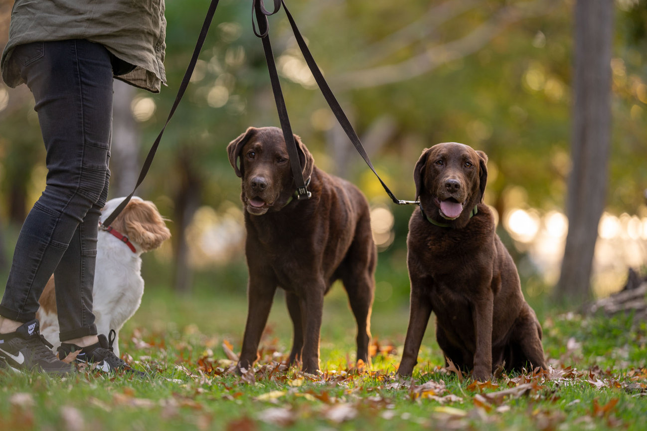 Dog with leash right side