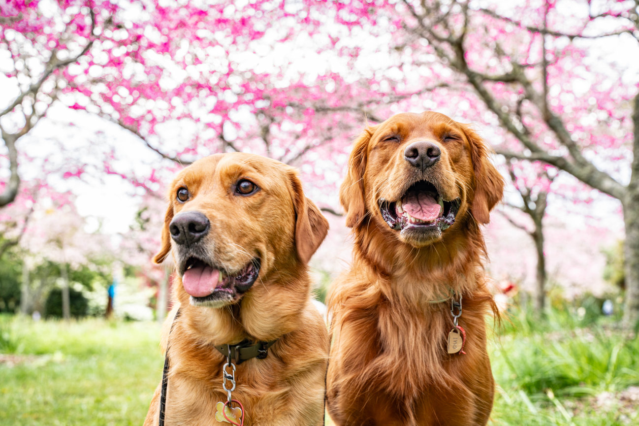 Two golden retrievers sitting happily in a park with blooming pink cherry blossom trees in the background.