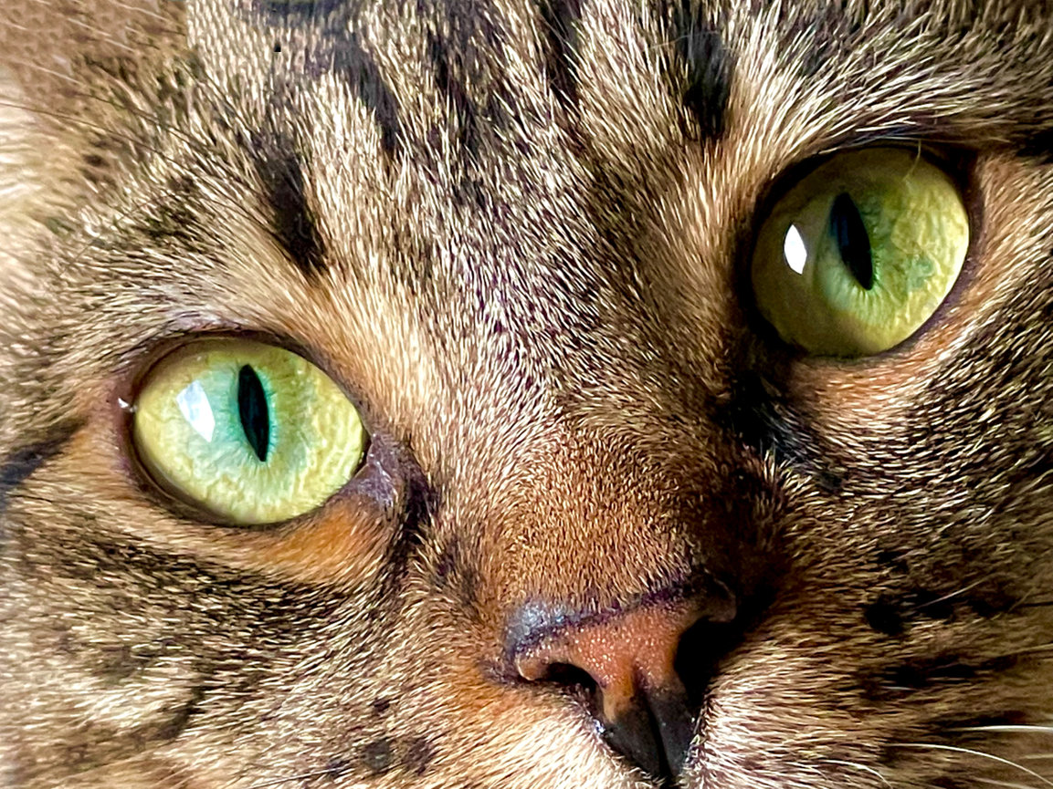 Close up of a clients cat's eyes for a large wall art  piece.