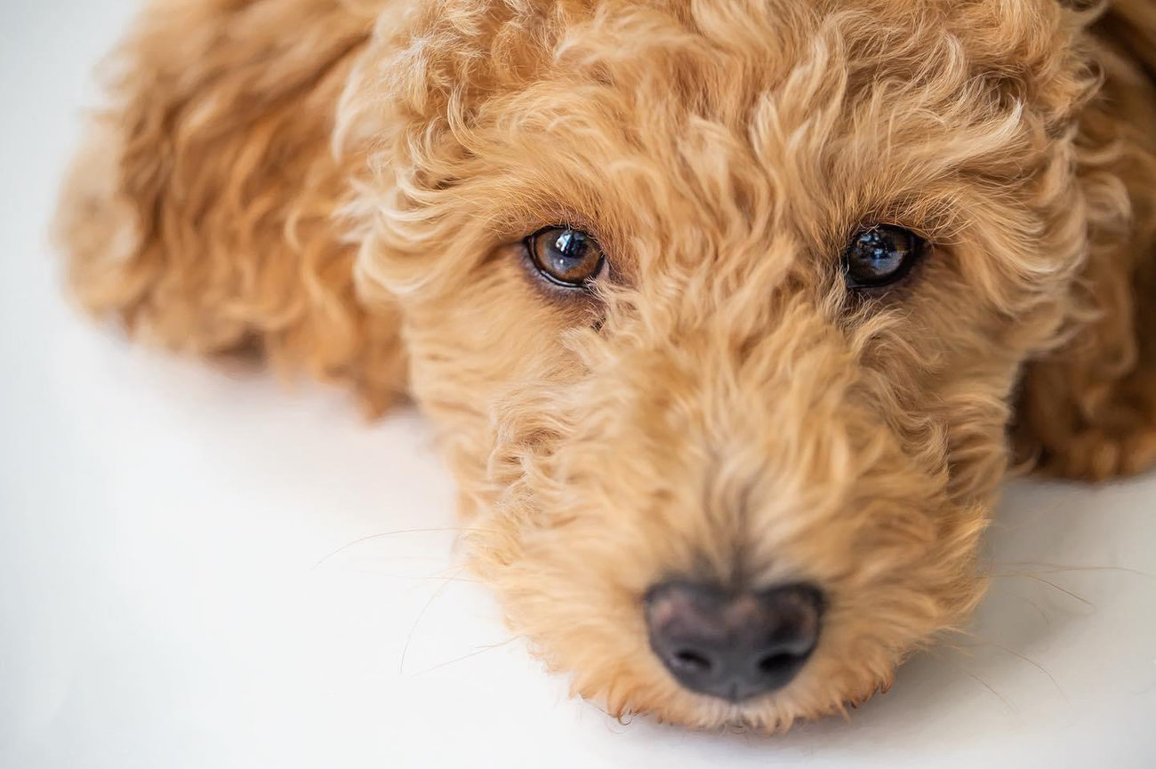 New Puppy portrait for client of a goldendoodle.