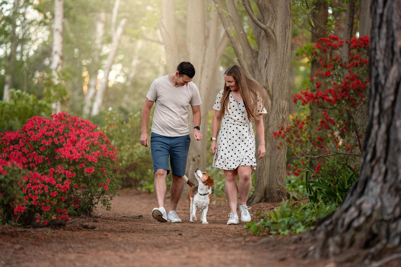 A couple walking their beagle along a woodland path lined with red azaleas, the beagle looking up at them as they walk