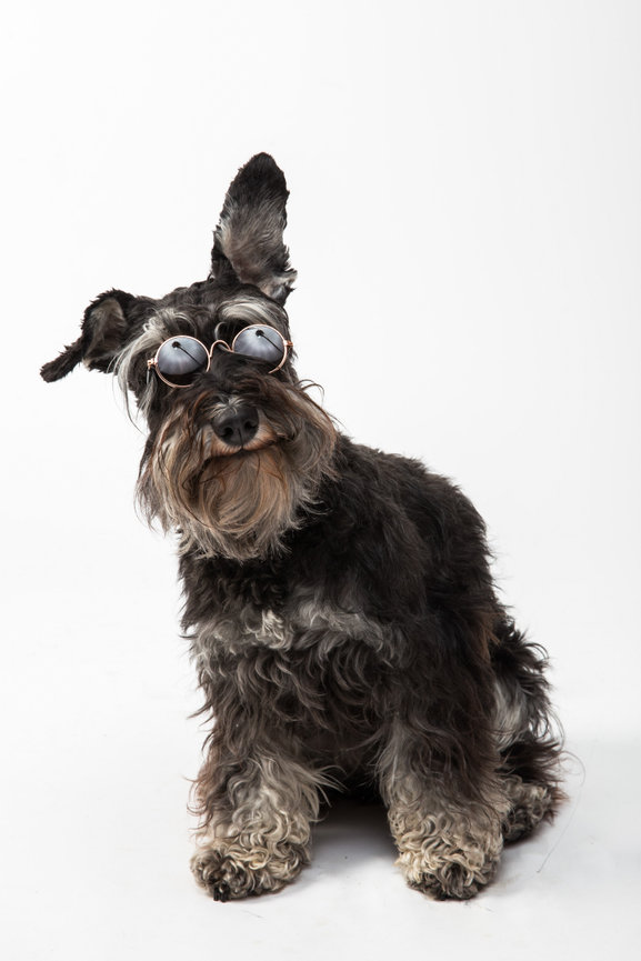 Schnauzer wearing stylish round sunglasses, sitting against a plain white background.
