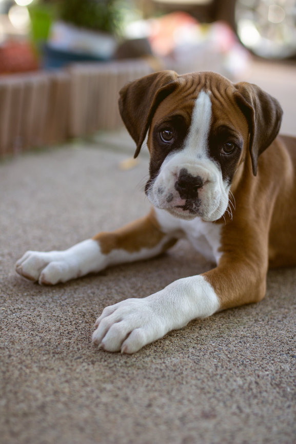 Playful brown and white Boxer puppy lying on a textured surface, looking curiously at the camera.