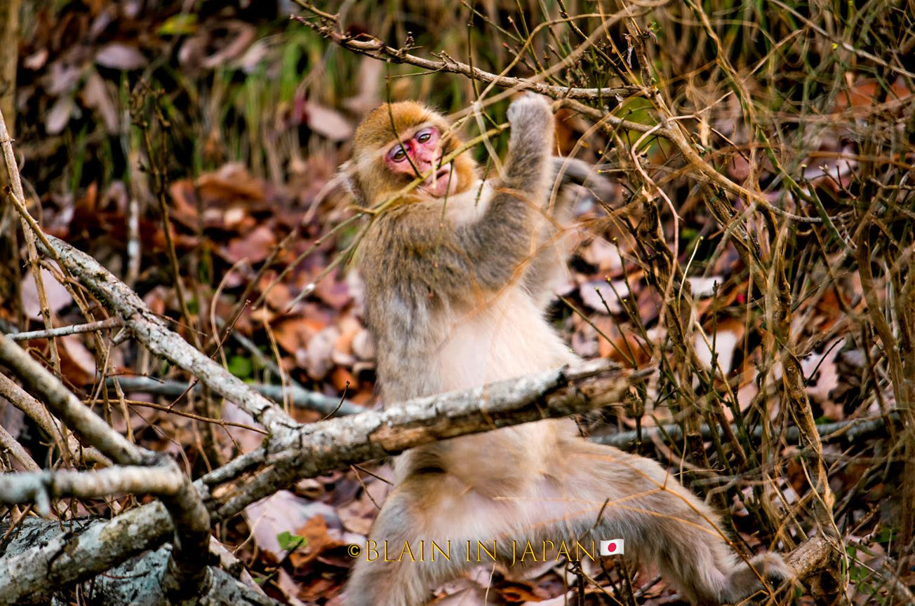 Snow Monkey Photo Tour Japan - Niigata, Nagano, or Anywhere Across Japan - JAPAN DREAMSCAPES Snow Monkey Photo Tour Japan - Niigata, Nagano, or Anywhere Across Japan - JAPAN DREAMSCAPES