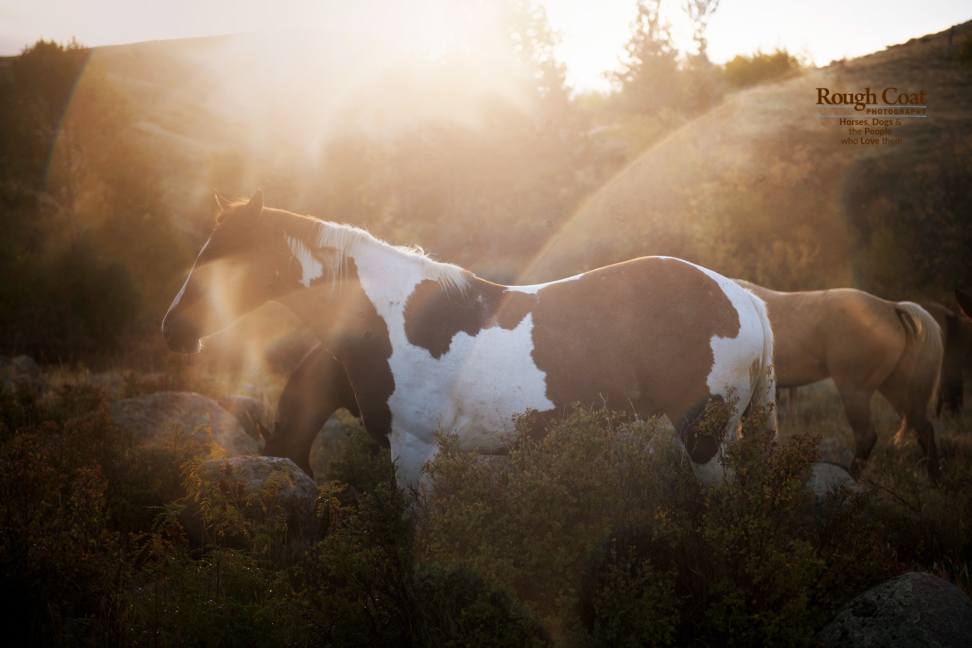 An Equine Photography in WYOMING A Photo Essay Rough Coat