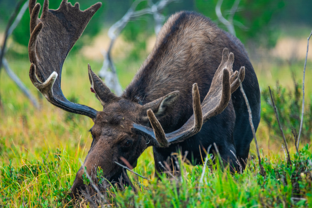 3 Point Moose Moose portfolio pictures by One Moment In Time Photography.