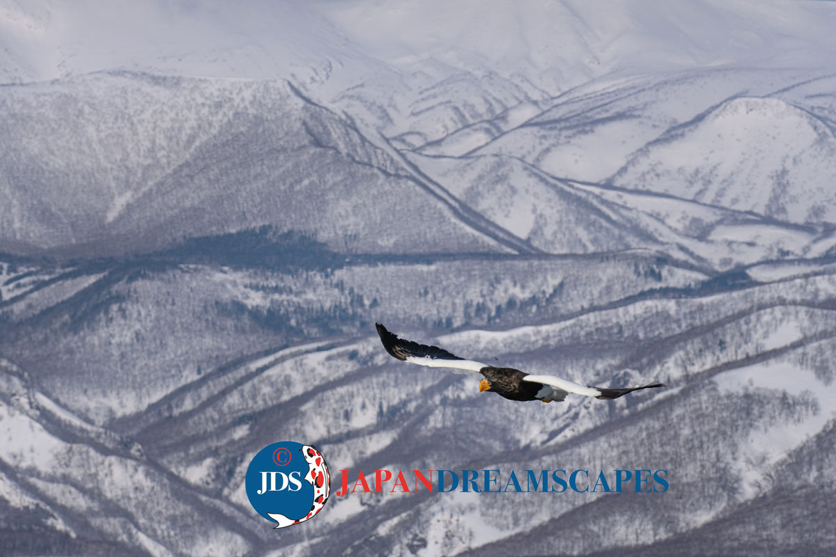 日日是好日 ファガッセン EAGLE 26 日日是好日 ファガッセン EAGLE 26 2025年最新】FAGASSENT デニム