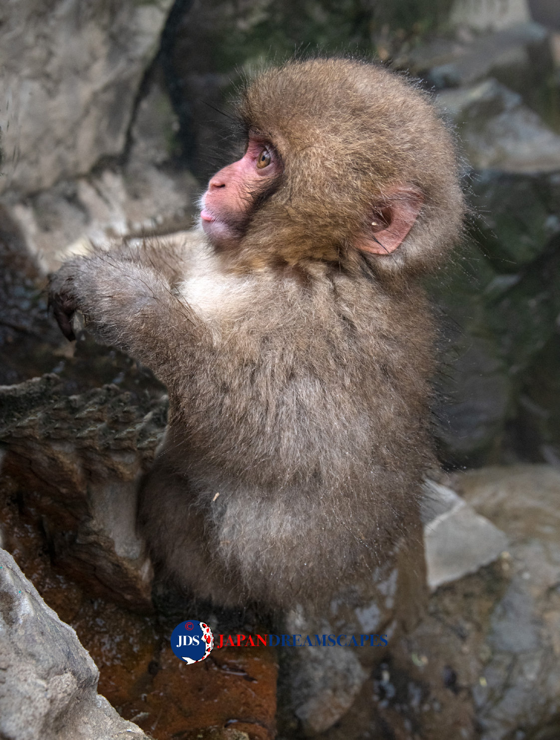 Adventure Filled Summer - Japan Snow Monkey Photo Tour - JAPAN