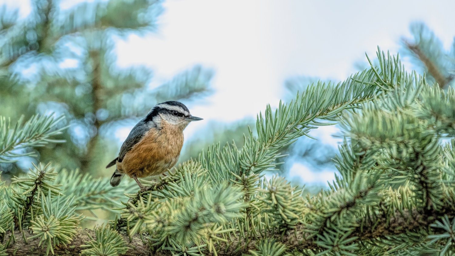 Pamela Dunn-Parrish Faith - Nature - Fine Art Photography