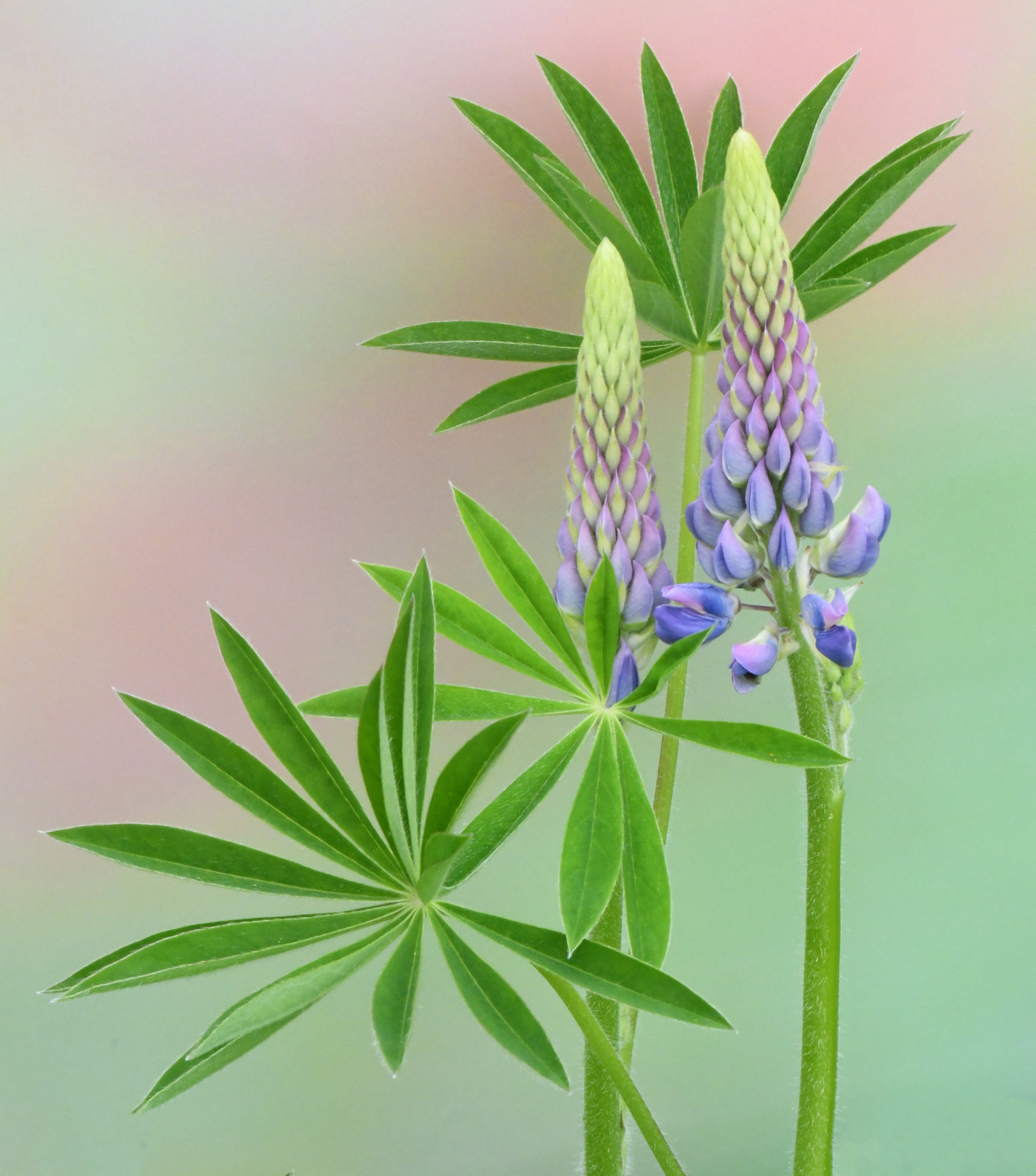Four Master Flower Photographers on Madeline Island 2026 - Mike Moats ...
