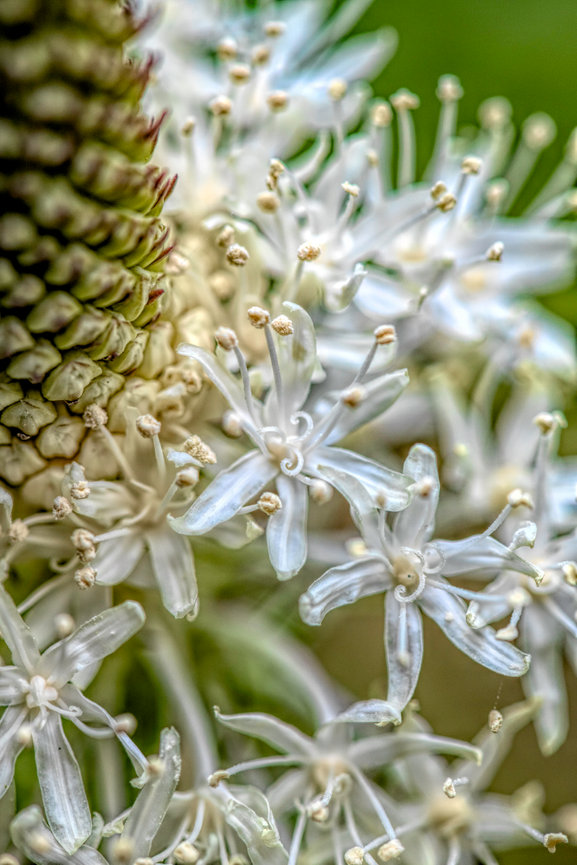 Pamela Dunn-Parrish Faith - Nature - Fine Art Photography