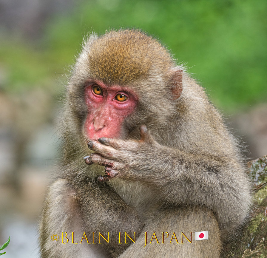 Japanese Macaque Their Battles Blain Harasymiw Photography