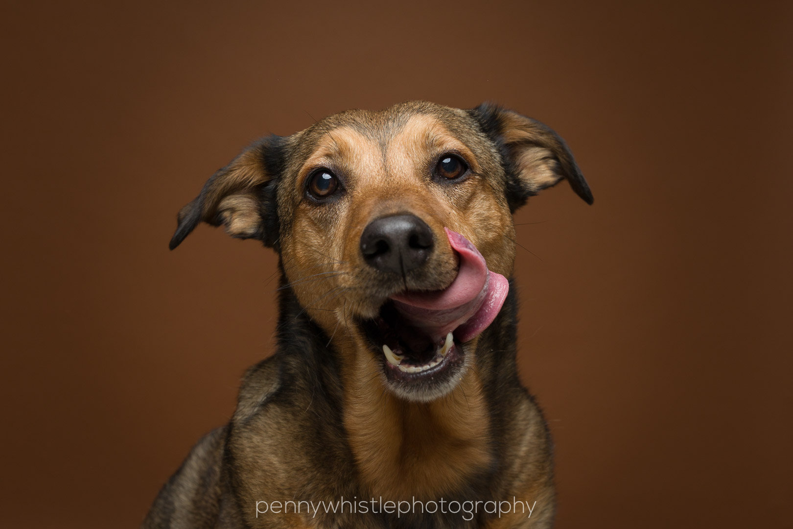 Dogs Love Peanut Butter